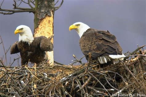 Eagle Nestling Development