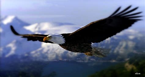 Eagle in night flight