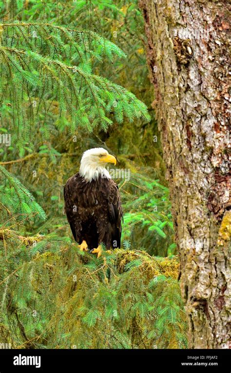 Eagle perched on a tree branch