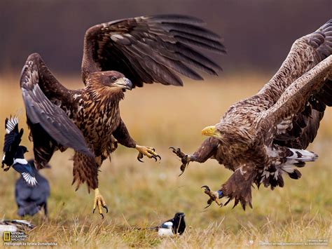 Eagle predation in the wild