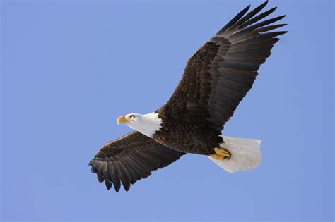 Eagle soaring