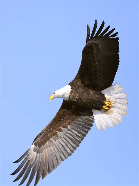 An eagle soaring freely through the clear blue sky