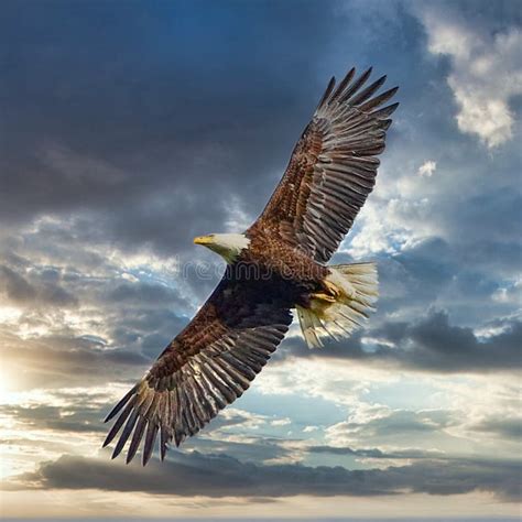 An eagle soaring high through the clear blue sky