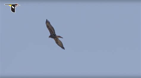 An eagle soaring through a thermal