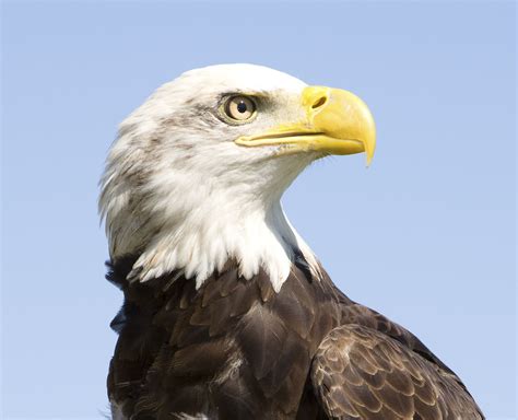 Eagle Wildlife and Ecosystem