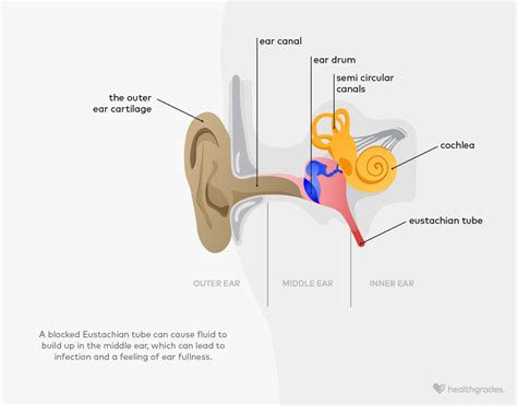 Ear Fullness