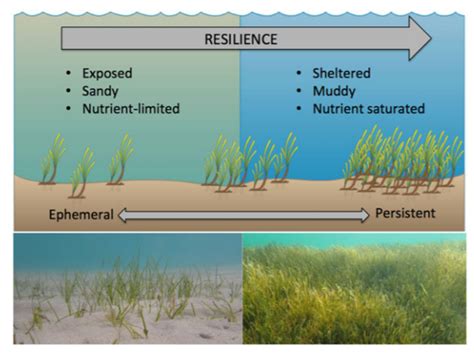 Ecosystem resilience