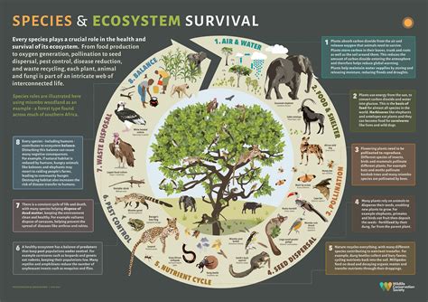 Analyzing Ecosystems using System Disorder Active Learning Template