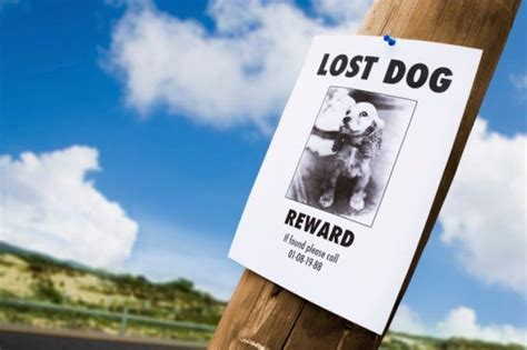 Effective Lost Dog Poster Tips