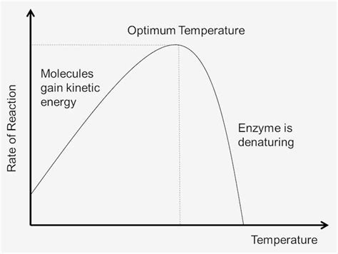 Effects of Temperature on the Body