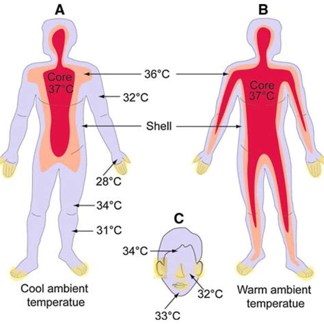 Effects of Temperature on the Body