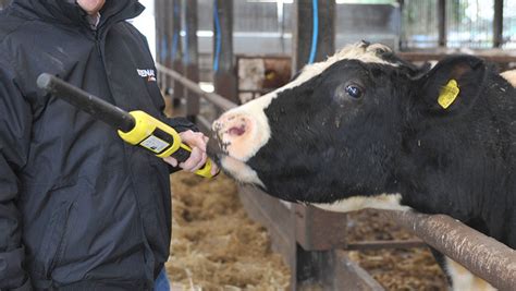 Electronic Identification Systems for Cows