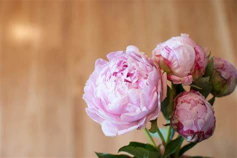 Elegant Peonies