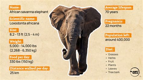 Elephant Facts