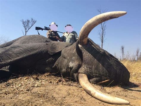 Elephant hunting with a 4 bore shotgun