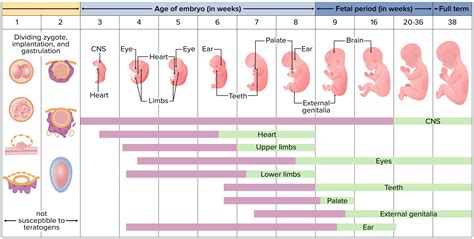 Using the Age of the Embryos