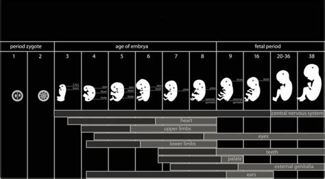 Embryo age and its impact on due date calculation