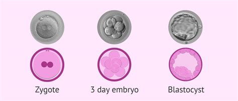 Description of Embryo Culture