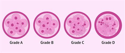 Description of Embryo Quality