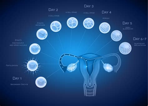 Calculating from the Date of Embryo Transfer