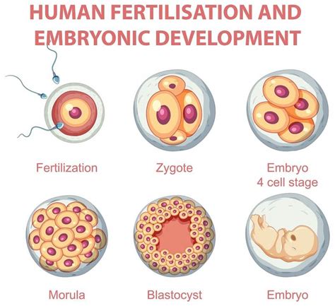 Description of Embryo Transfer Process