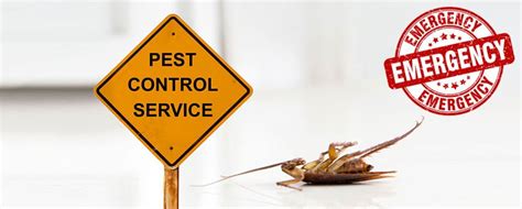 Pest control professional providing emergency response services