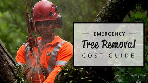 Emergency Tree Service Costs