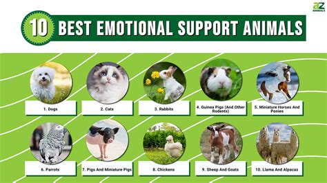 Emotional Support Animal