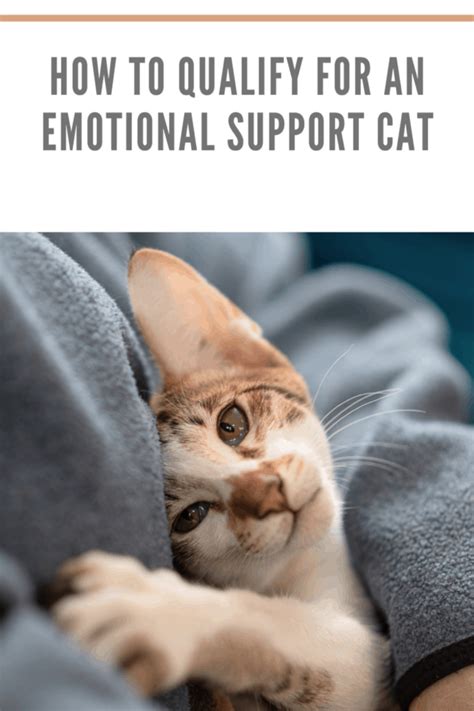 Emotional Support Cat