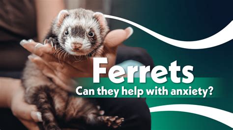 Emotional Support Ferrets