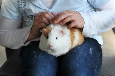 Emotional Support Guinea Pigs