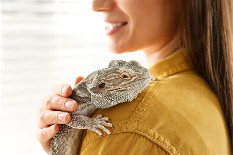 Emotional Support Reptile