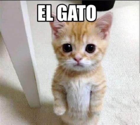 Empathetic El Gato Meme