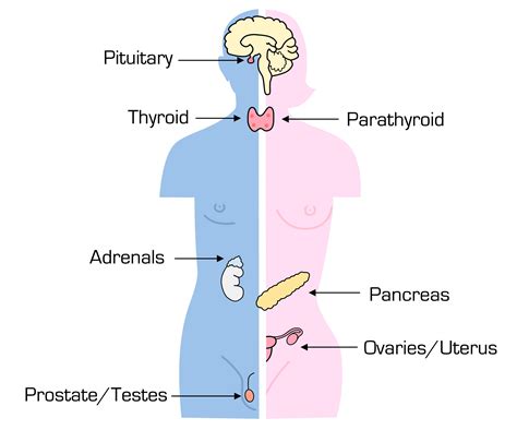 Endocrine System Diagram