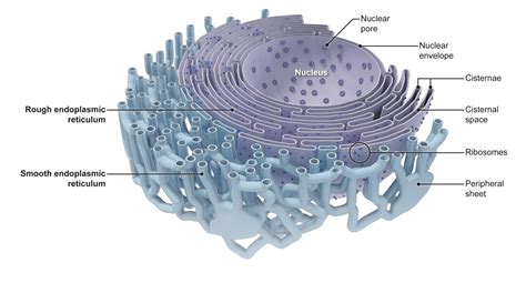 Endoplasmic reticulum structure and function