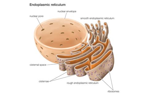 Endoplasmic reticulum diagram