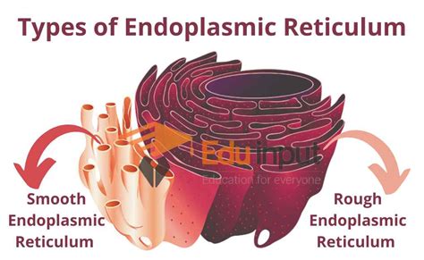 Endoplasmic reticulum types