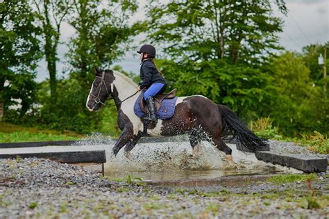 Endurance horse feed