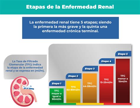 Una ilustración de la enfermedad renal crónica