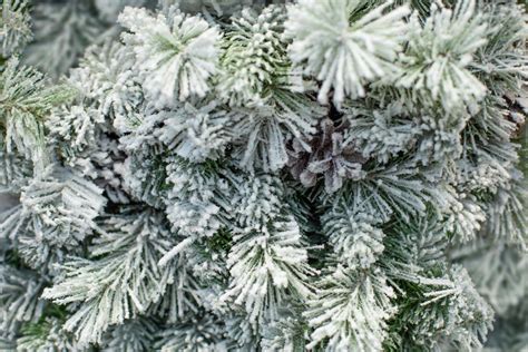 English Garden Christmas Trees