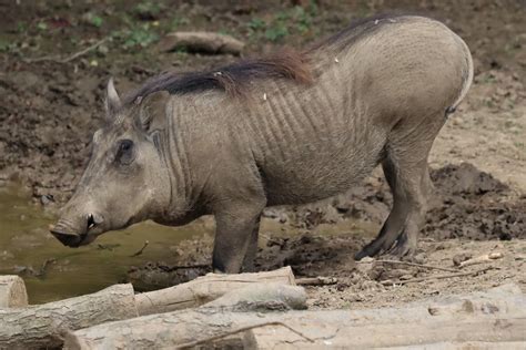 A warthog exploring a new object