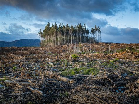 Environmental Damage and Oil Spills