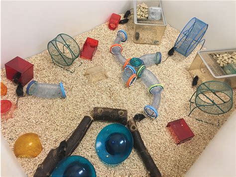 Environmental Enrichment for Animals