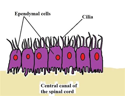 Ependymal Cells