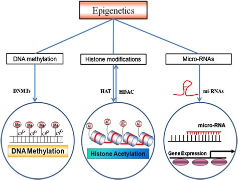 Description of epigenetic mechanisms