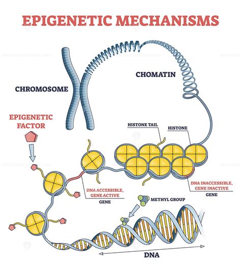 Epigenetic Regulation