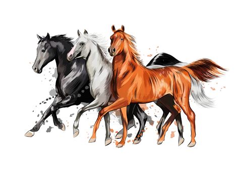 Description of Equine Illustrations