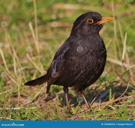 European Blackbird Call