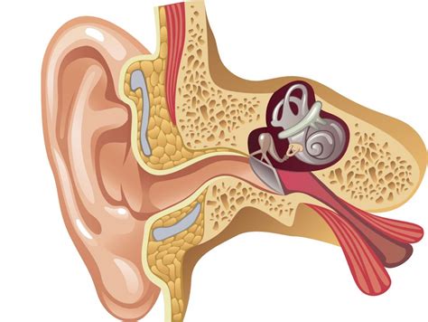 The Eustachian tube connects the middle ear to the back of the throat