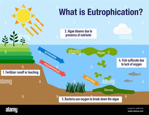 Eutrophication Definition